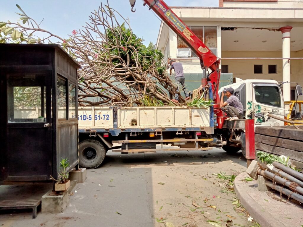 DI DỜI CÂY XANH TẠI QUẬN 5
