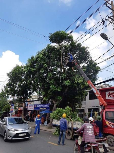 DỊCH VỤ CHẶT CÂY QUẬN 12