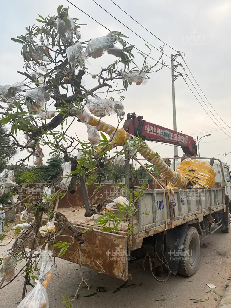 DI DỜI CÂY XANH TẠI QUẬN 6