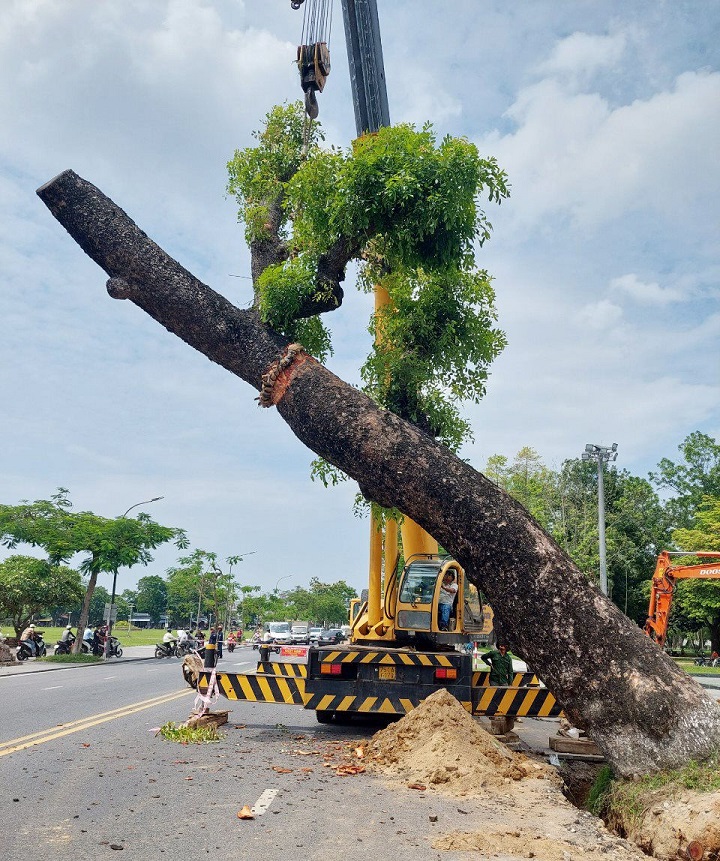 DI DỜI CÂY XANH TẠI QUẬN 3