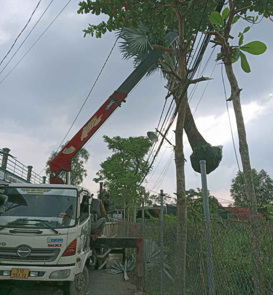 DI DỜI CÂY XANH TẠI QUẬN 6