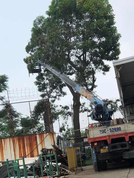 DỊCH VỤ CHẶT CÂY QUẬN 12