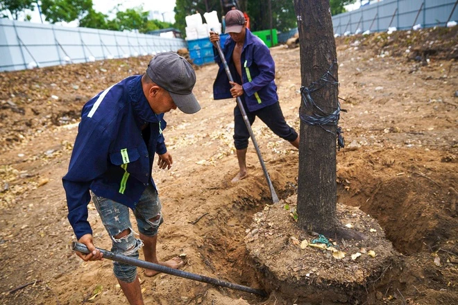 DI DỜI CÂY XANH TẠI QUẬN 6