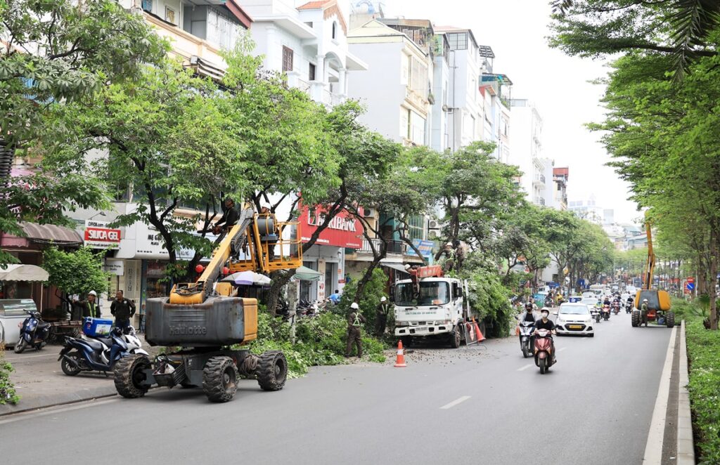 DỊCH VỤ CHẶT CÂY QUẬN 12