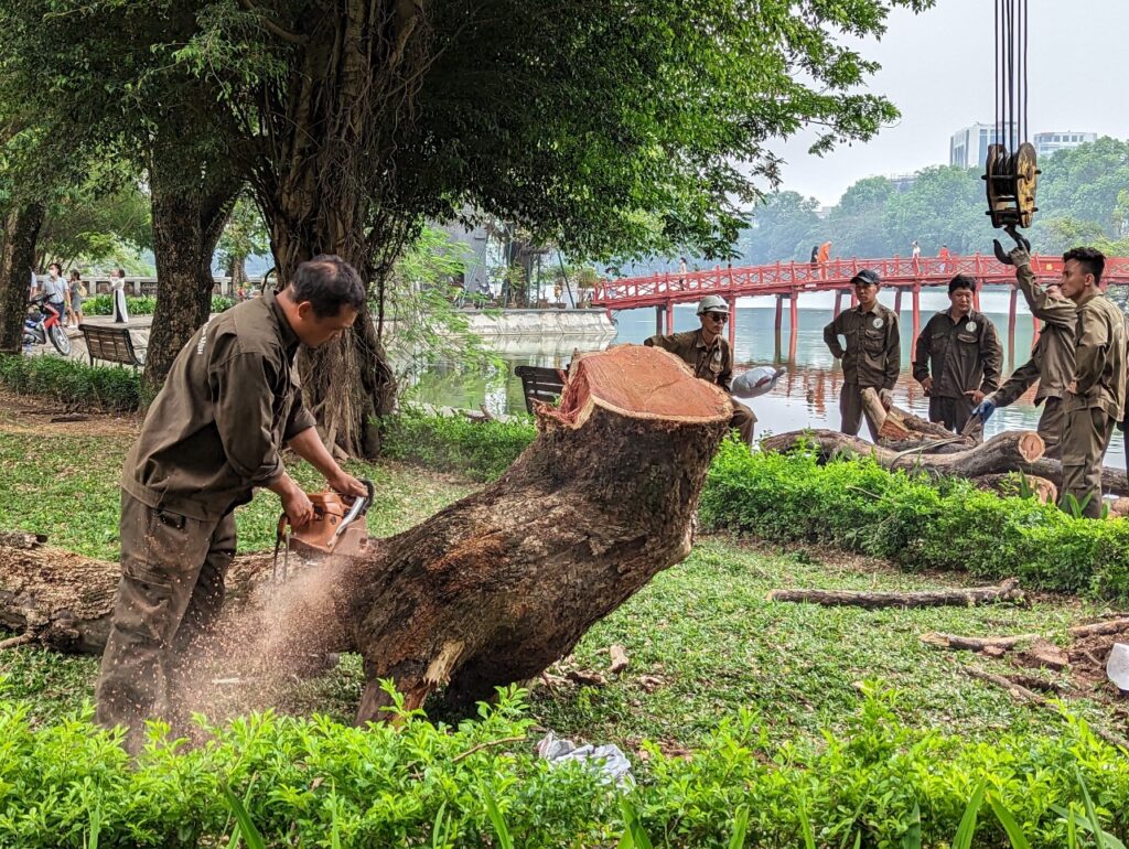 DỊCH VỤ CHẶT CÂY TẠI HÓC MÔN