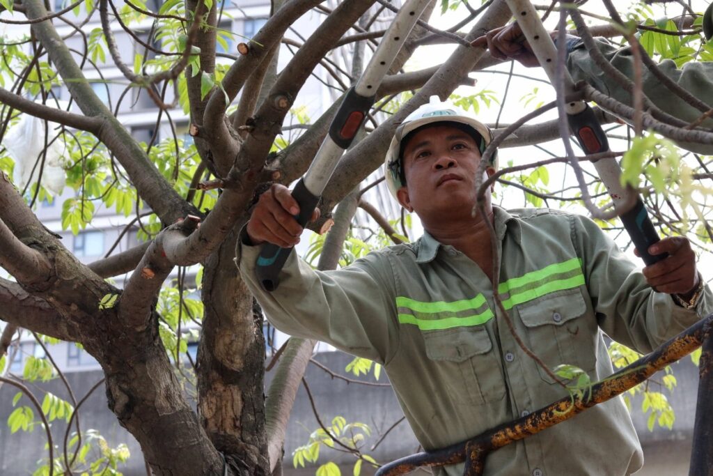 DỊCH VỤ CHẶT CÂY QUẬN 9