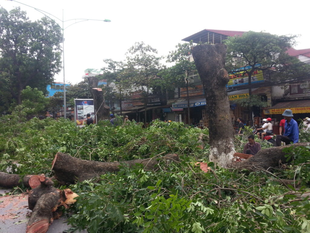 DỊCH VỤ CƯA CÂY TẠI THỦ ĐỨC