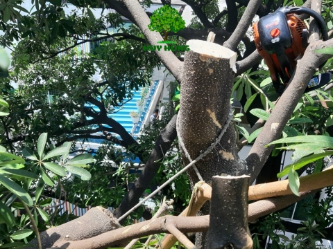 DỊCH VỤ CHẶT CÂY QUẬN GÒ VẤP