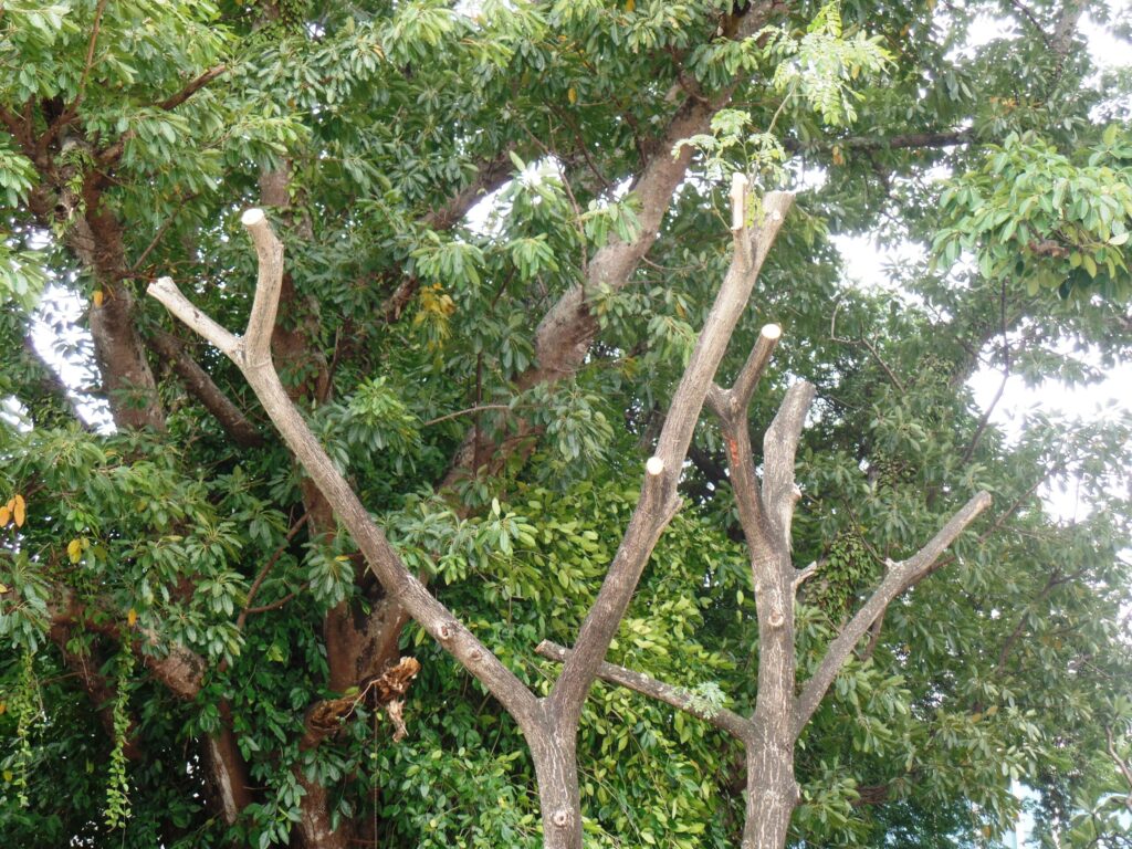 DỊCH VỤ CHẶT CÂY QUẬN GÒ VẤP