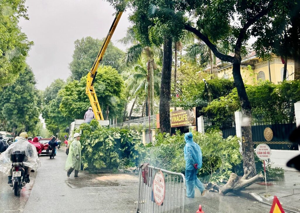 DỊCH VỤ CHẶT CÂY QUẬN 9