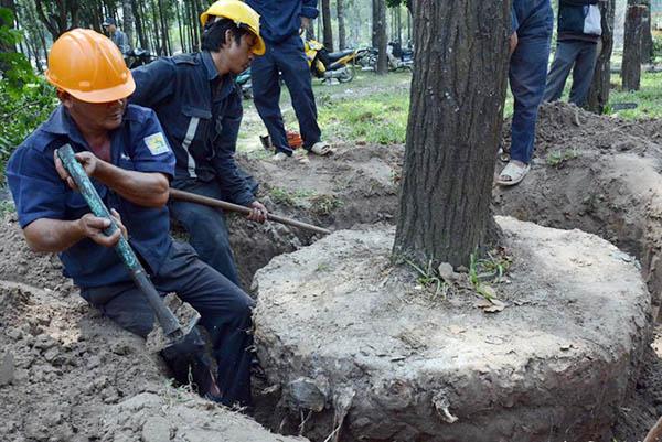 DI DỜI CÂY XANH TẠI QUẬN 4