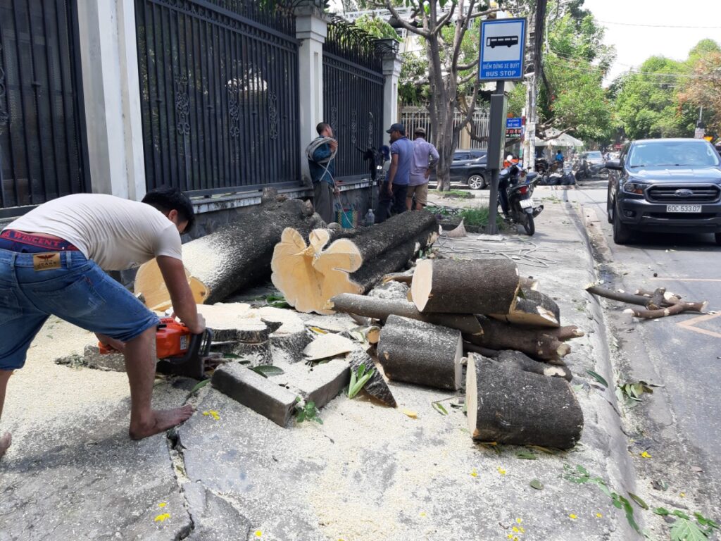 DỊCH VỤ CƯA CÂY TẠI THỦ ĐỨC