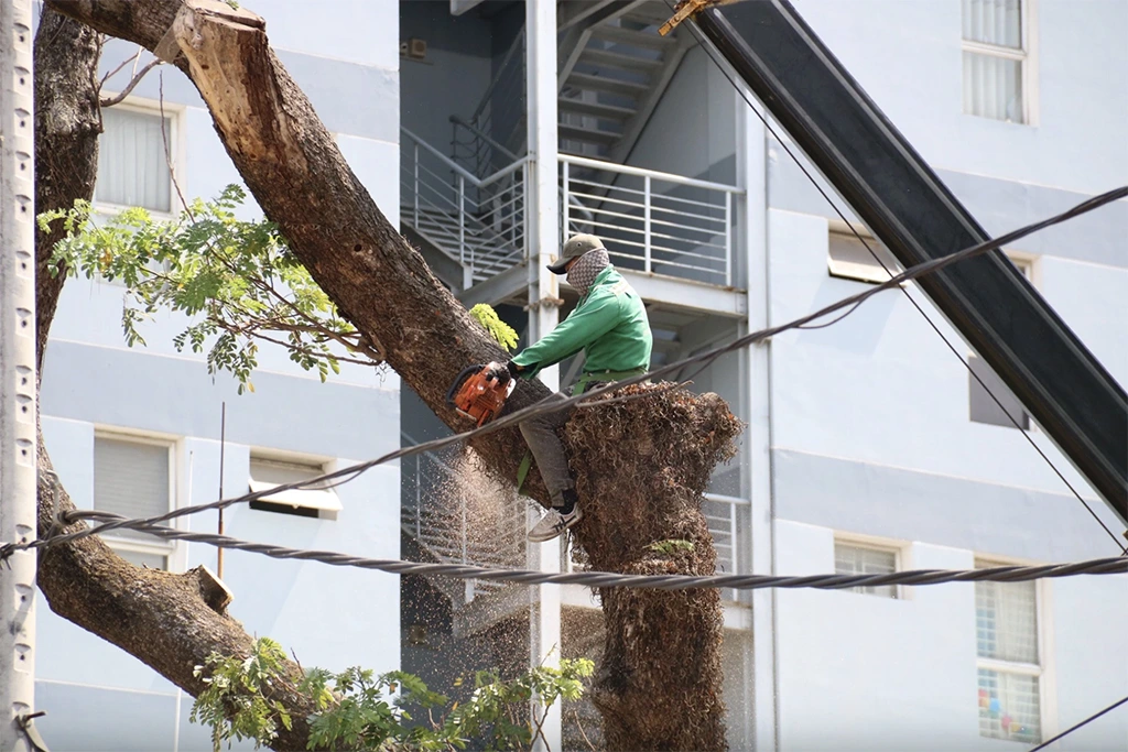 DỊCH VỤ CHẶT CÂY QUẬN 9