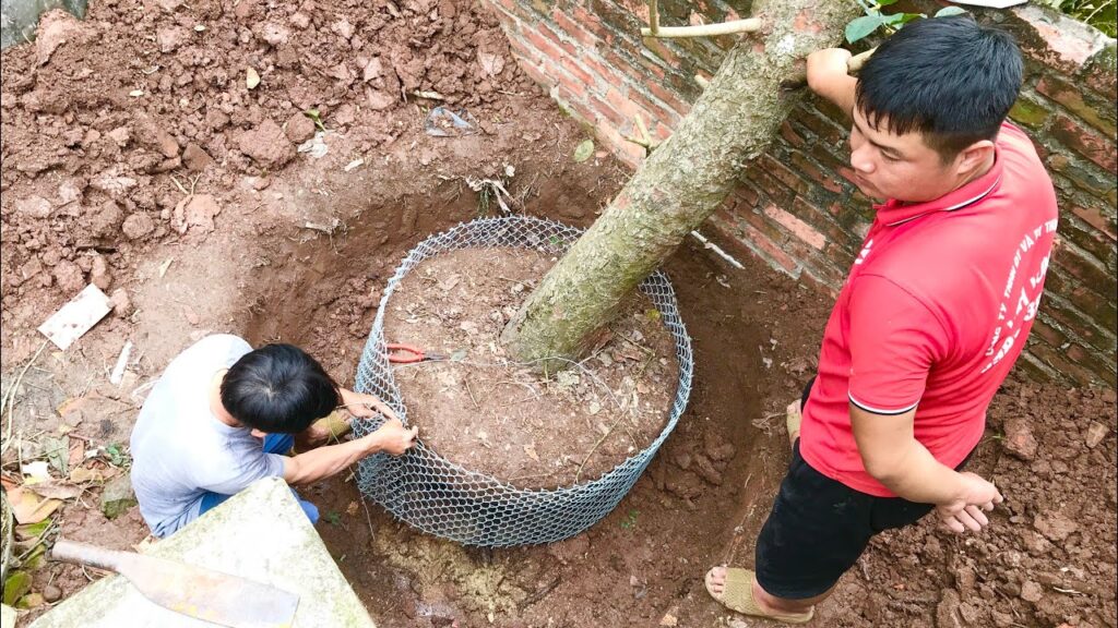 DI DỜI CÂY XANH TẠI QUẬN 4