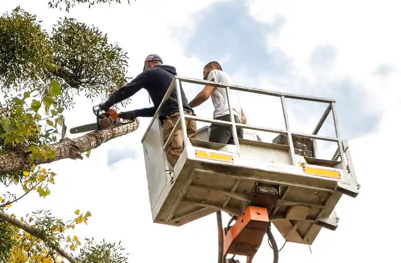 DỊCH VỤ CHẶT CÂY QUẬN BÌNH THẠNH