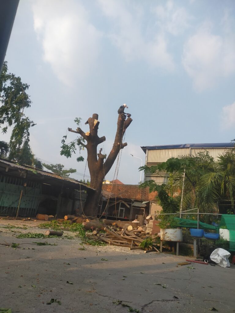 DỊCH VỤ CHẶT CÂY QUẬN GÒ VẤP