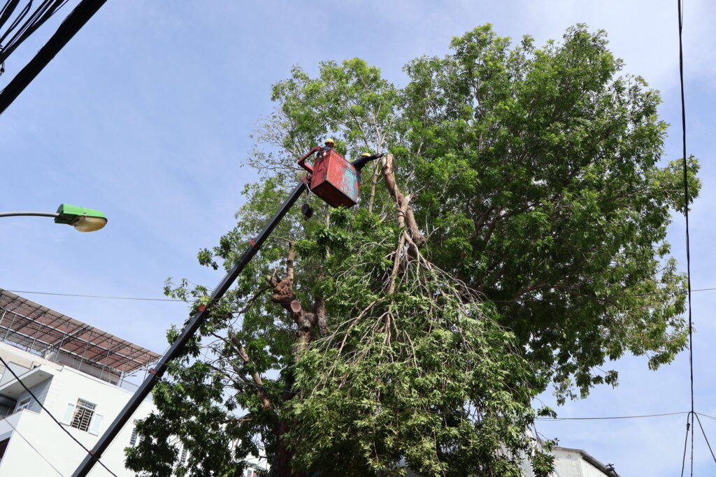 DỊCH VỤ CHẶT CÂY QUẬN 9