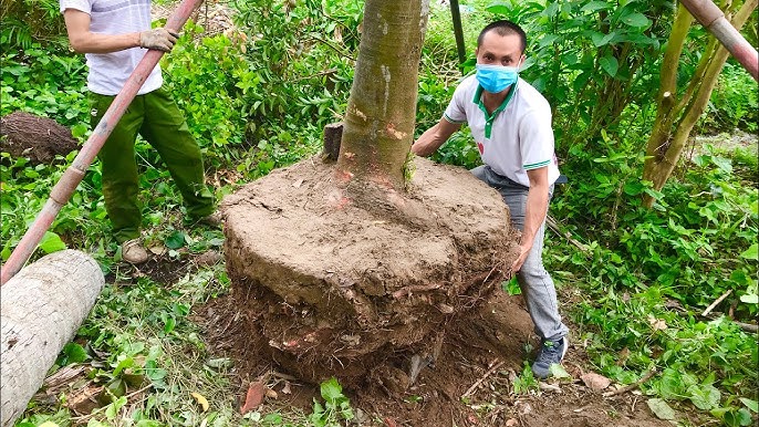 DI DỜI CÂY XANH TẠI QUẬN 3