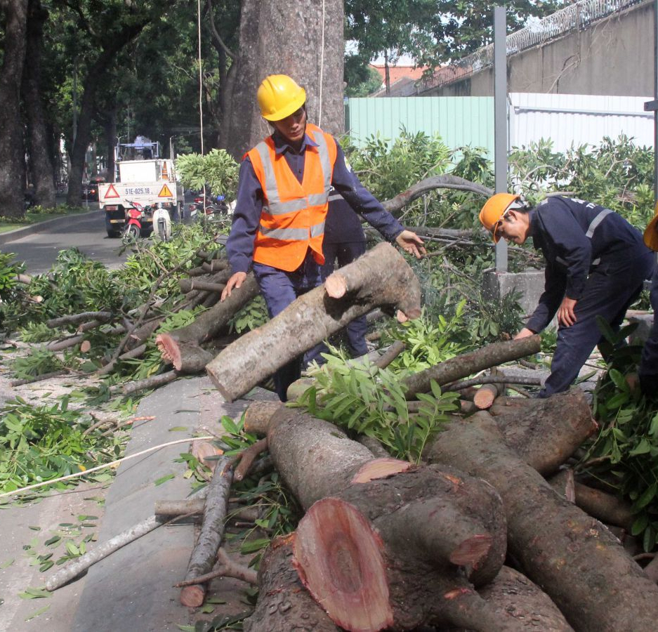 DỊCH VỤ CƯA CÂY TẠI THỦ ĐỨC