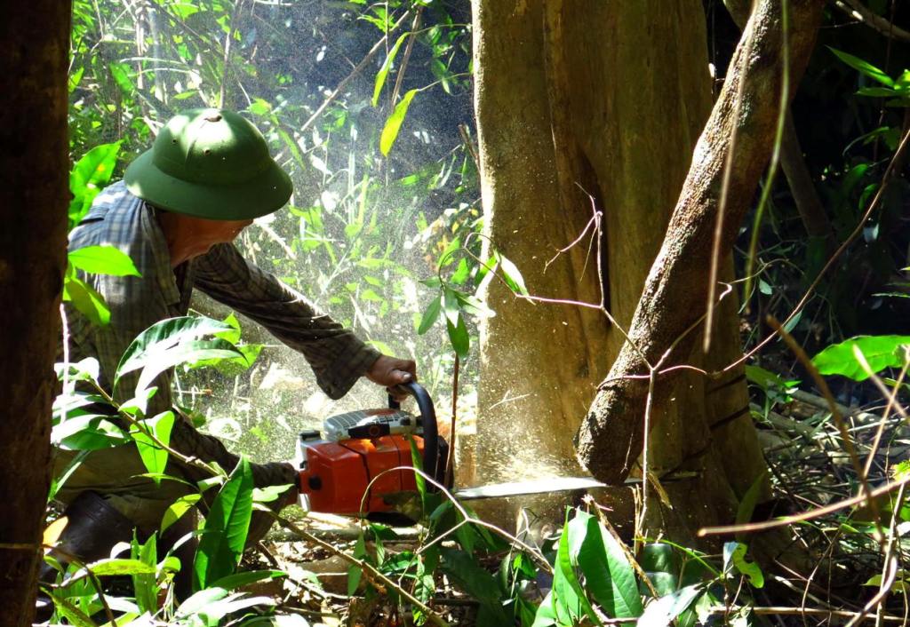 DỊCH VỤ CƯA CÂY QUẬN GÒ VẤP