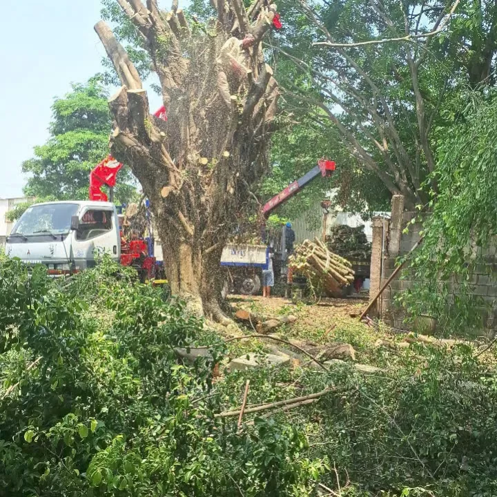 DỊCH VỤ CHẶT CÂY QUẬN TÂN PHÚ