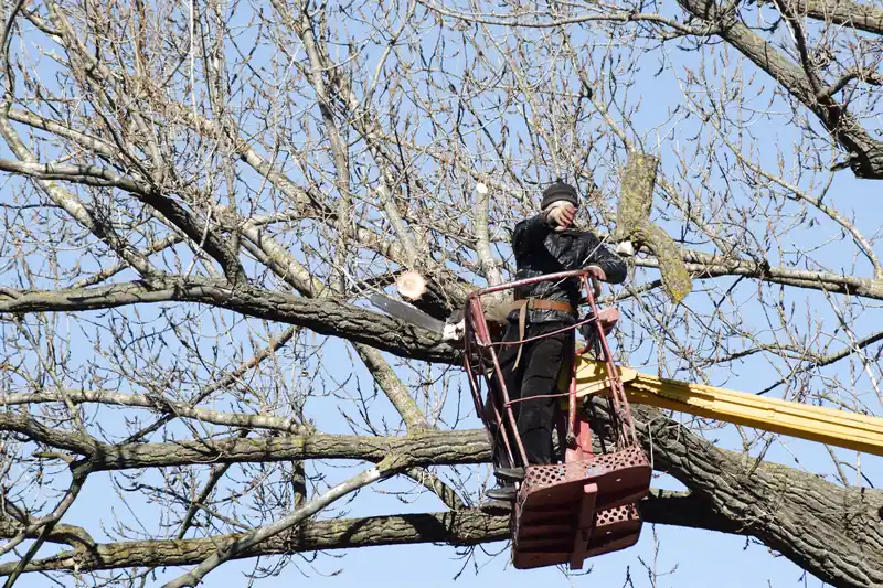 DỊCH VỤ CƯA CÂY QUẬN BÌNH THẠNH