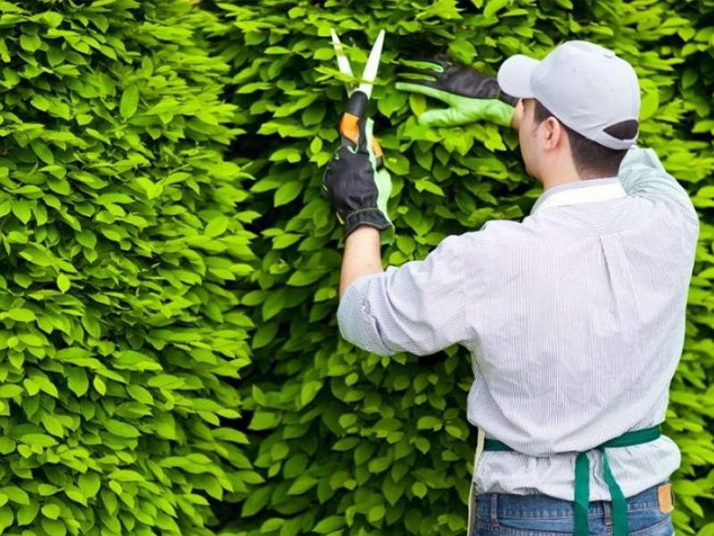 DỊCH VỤ TỈA CÂY - TỈA CÀNH TẠI TPHCM