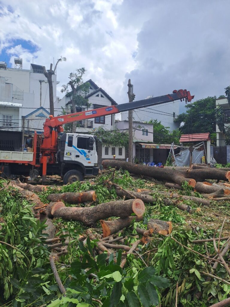 DỊCH VỤ CHẶT CÂY QUẬN TÂN BÌNH