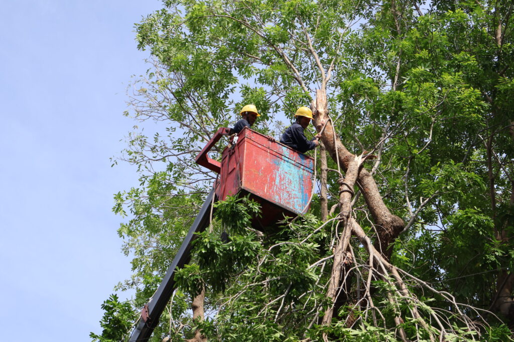 DỊCH VỤ CƯA CÂY TẠI QUẬN TÂN PHÚ