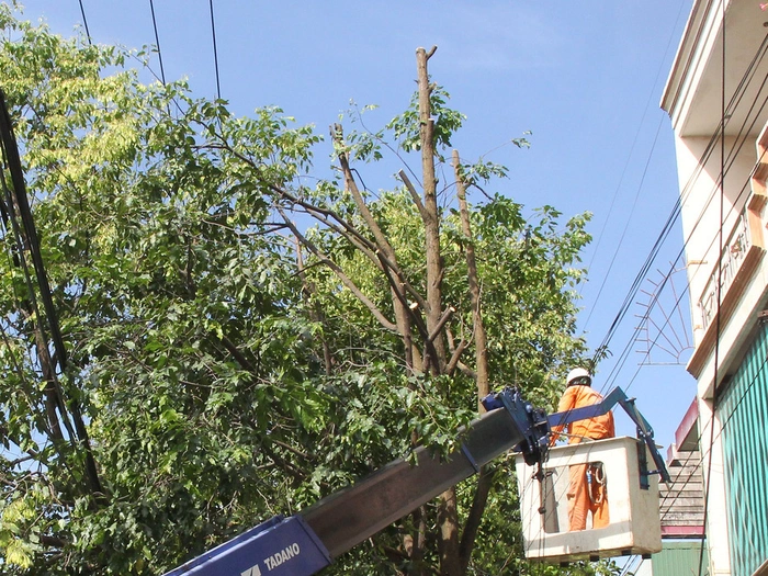 DỊCH VỤ CHẶT CÂY QUẬN TÂN PHÚ