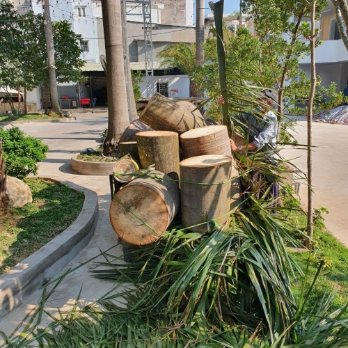 DỊCH VỤ CƯA CÂY QUẬN GÒ VẤP