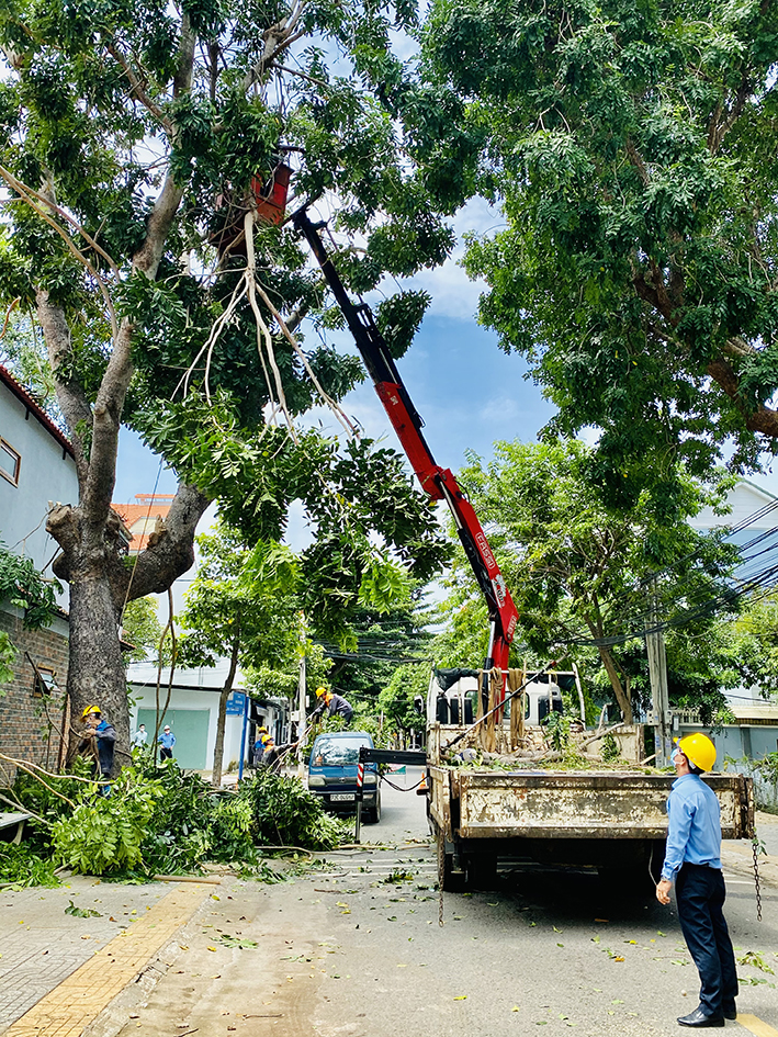 DỊCH VỤ CHẶT CÂY QUẬN TÂN BÌNH