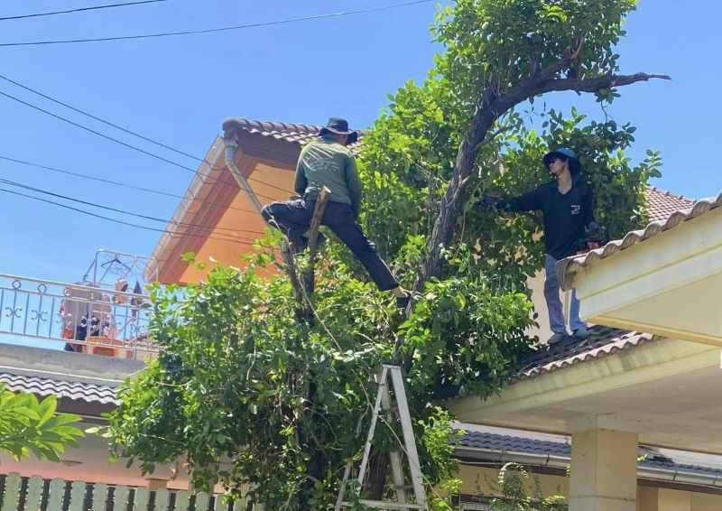 DỊCH VỤ CHẶT CÂY QUẬN TÂN PHÚ