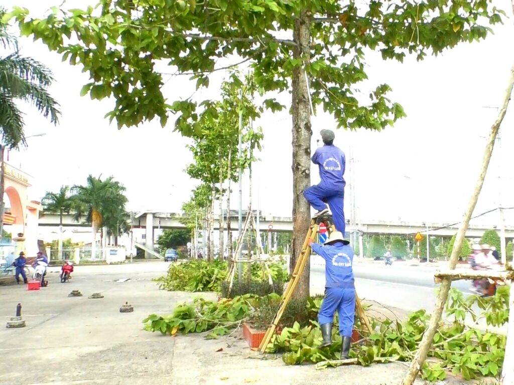 DỊCH VỤ CƯA CÂY QUẬN GÒ VẤP