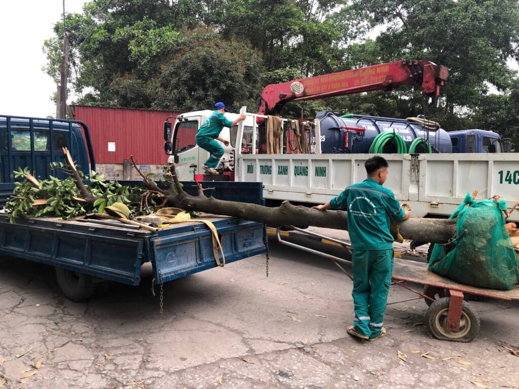 DỊCH VỤ CHẶT CÂY QUẬN BÌNH TÂN