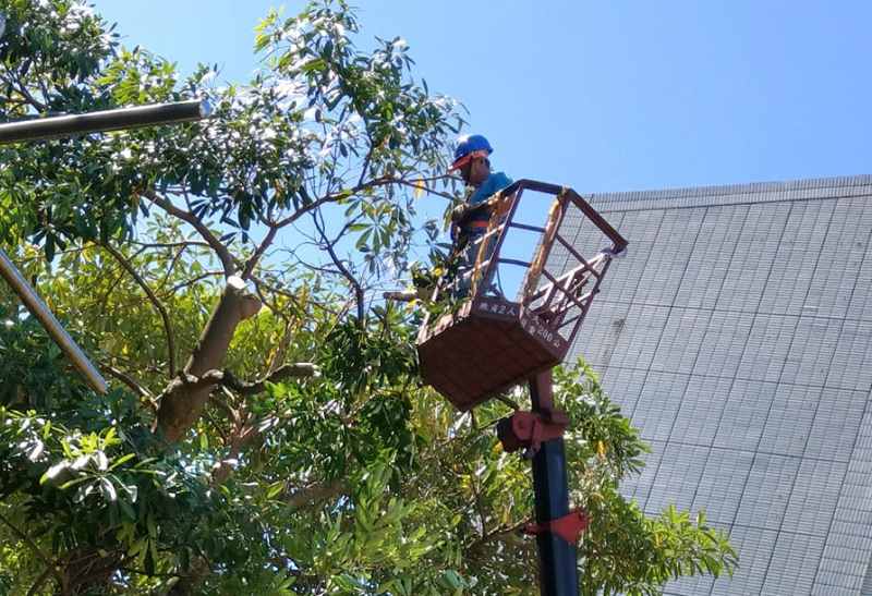 DỊCH VỤ CHẶT CÂY QUẬN TÂN PHÚ