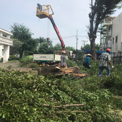 DỊCH VỤ CHẶT CÂY QUẬN TÂN BÌNH