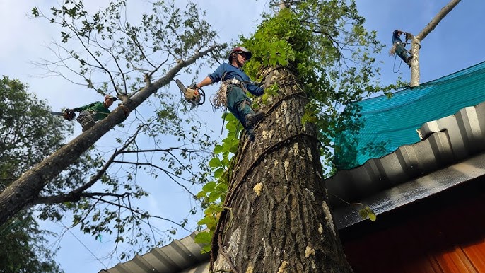 DỊCH VỤ CƯA CÂY TẠI QUẬN BÌNH TÂN