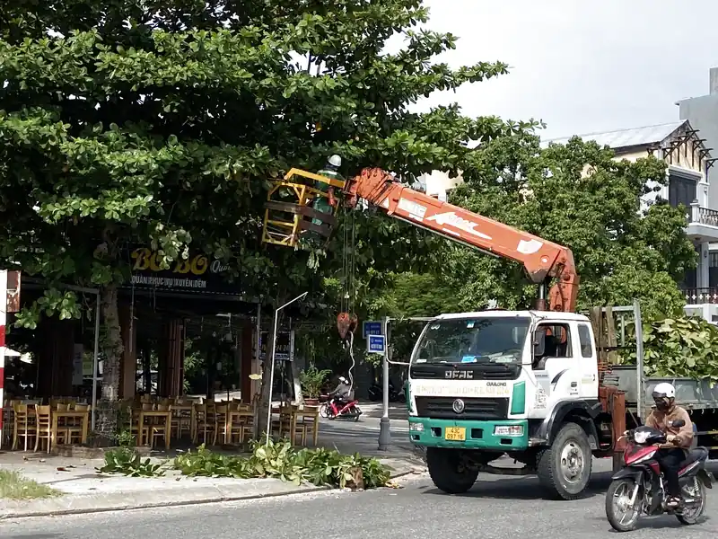 DỊCH VỤ CƯA CÂY TẠI QUẬN BÌNH TÂN