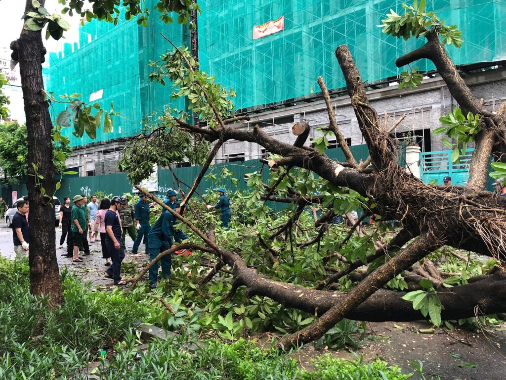 DỊCH VỤ CƯA CÂY GÃY ĐỔ