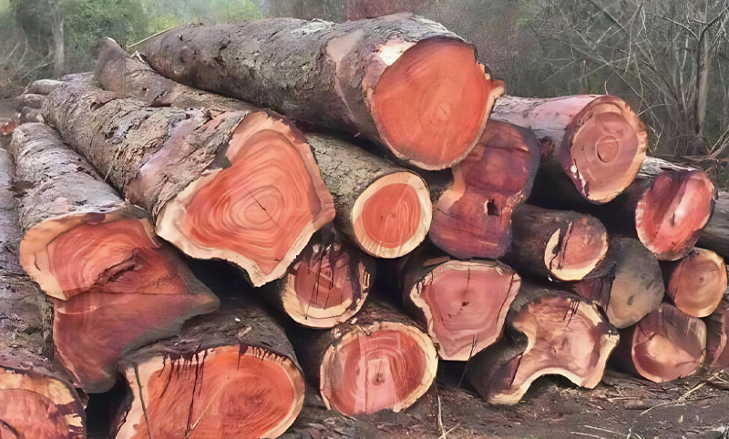 MUA GỖ CÂY XÀ CỪ
