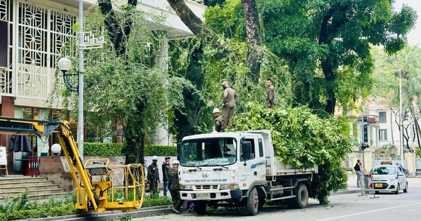 DỊCH VỤ CẮT TỈA CÂY XANH