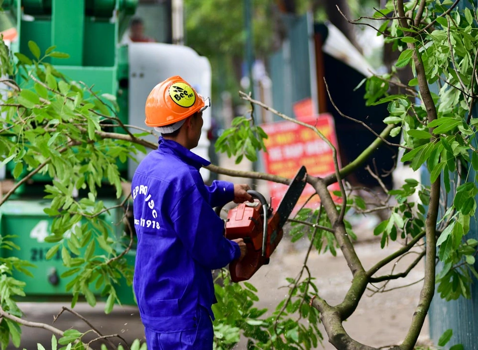 CHẶT CÂY XANH GÒ VẤP