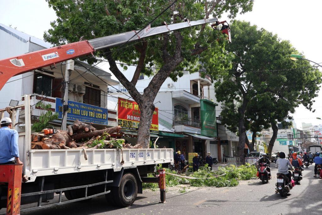 DỊCH VỤ CẮT TỈA CÂY XANH