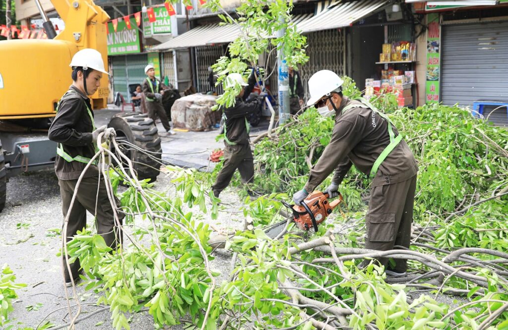 CẮT TỈA CÂY XANH MÙA MƯA BÃO