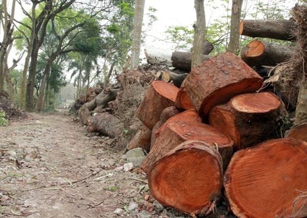MUA GỖ CÂY XÀ CỪ