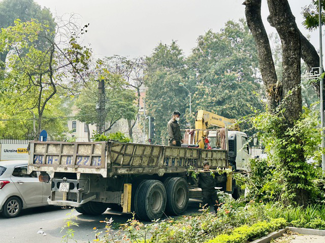 CẮT TỈA CÂY XANH MÙA MƯA BÃO