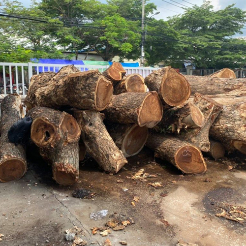 Mua gỗ cây me tây