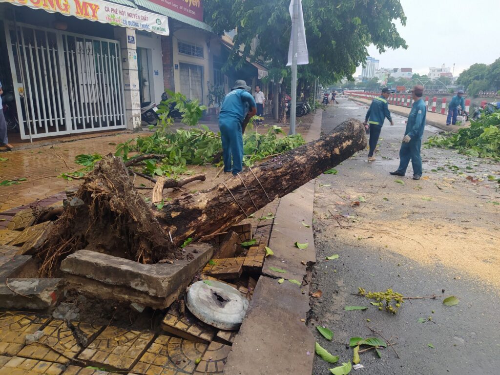 DỊCH VỤ CƯA CÂY GÃY ĐỔ