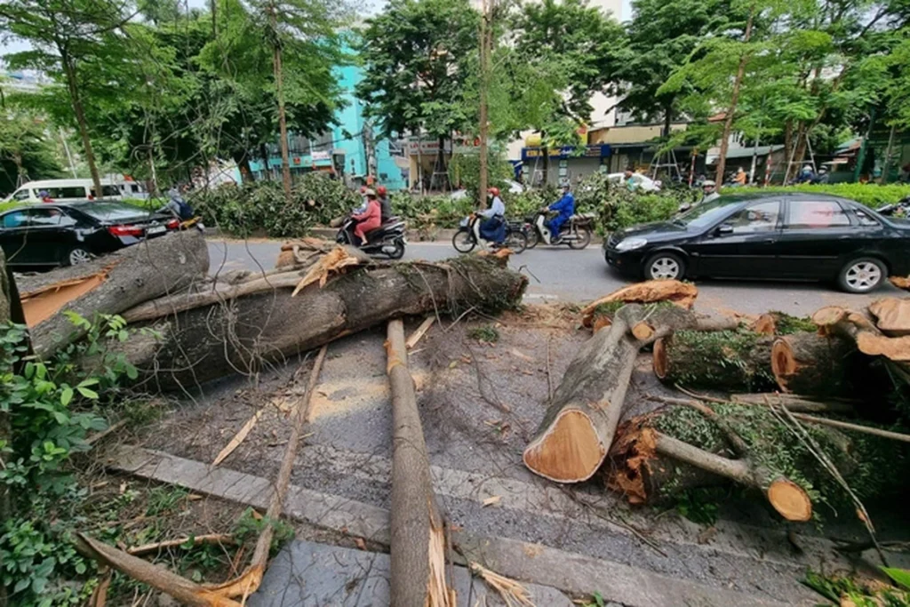 DỊCH VỤ CƯA CÂY GÃY ĐỔ